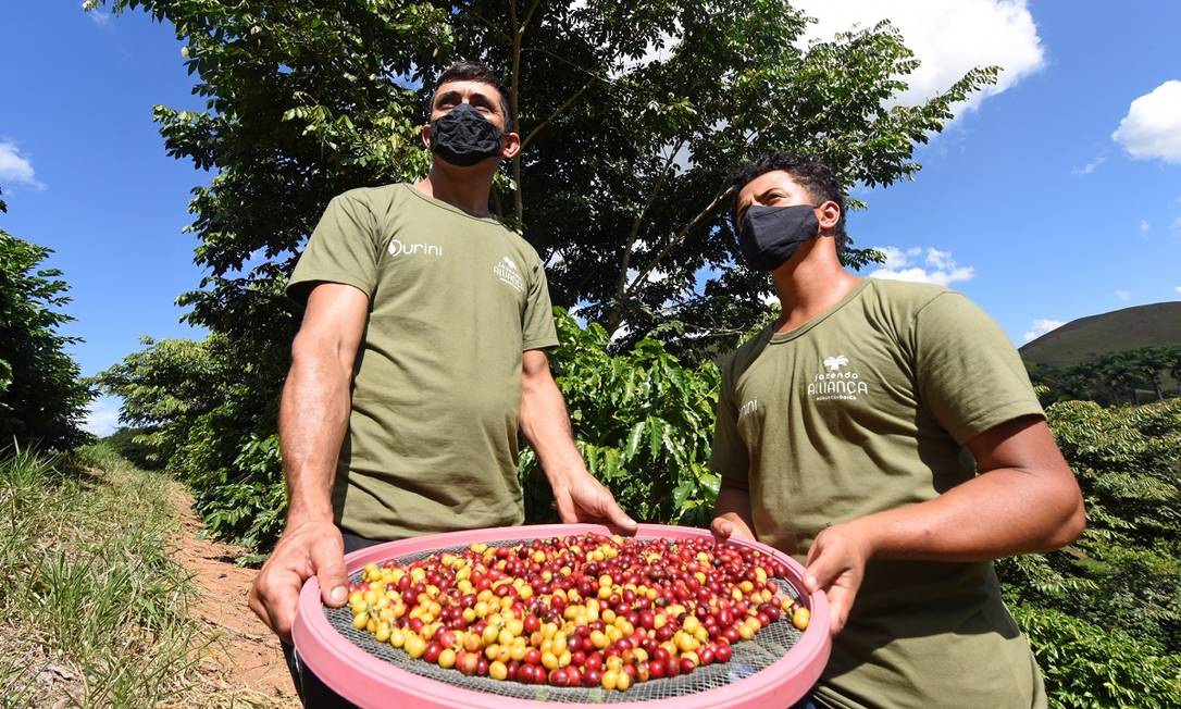 Funcionários da Fazenda Alliança, em Barra do Piraí, no Vale do Café, mostram grãos de café orgânico produzido no local Foto: Diego Mendes / Divulgação
