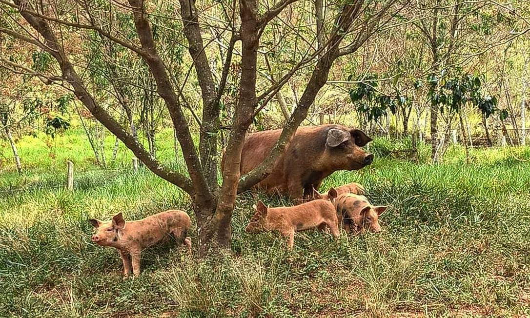 Hóspedes da pousada Chez Domaine, em Domingos Martins, podem conhecer a criação orgânica de porcos da fazenda Domaine Ille de France Foto: Instagram / Reprodução