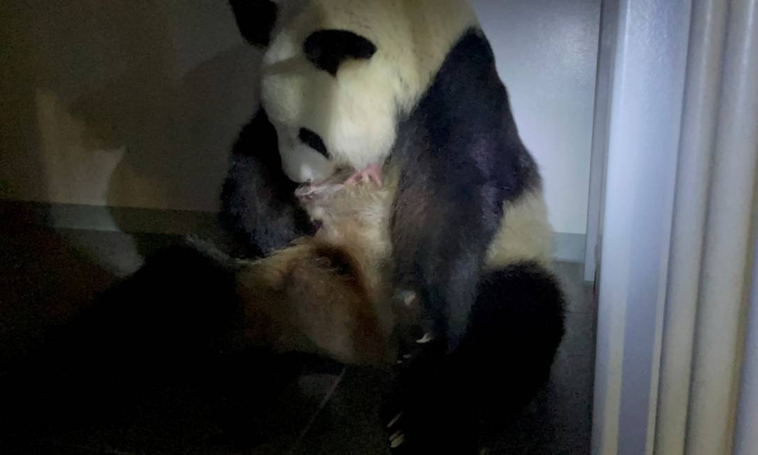 Panda gigante segura um de seus filhotes recém-nascidos Foto: Tokyo Zoological Park Society / via REUTERS