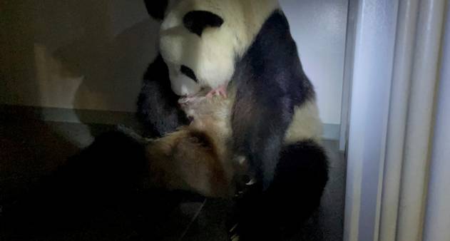 Panda gigante dá à luz filhotes gêmeos em zoológico no Japão