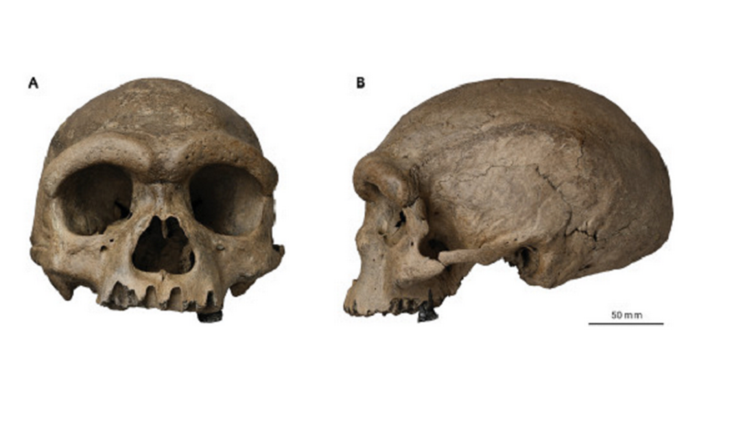 Fóssil de espécide identificada como Homo longi foi encontrado por trabalhador chinês em 1933 e passou 85 anos escondido até ser analisado Foto: Reprodução/The Innovation