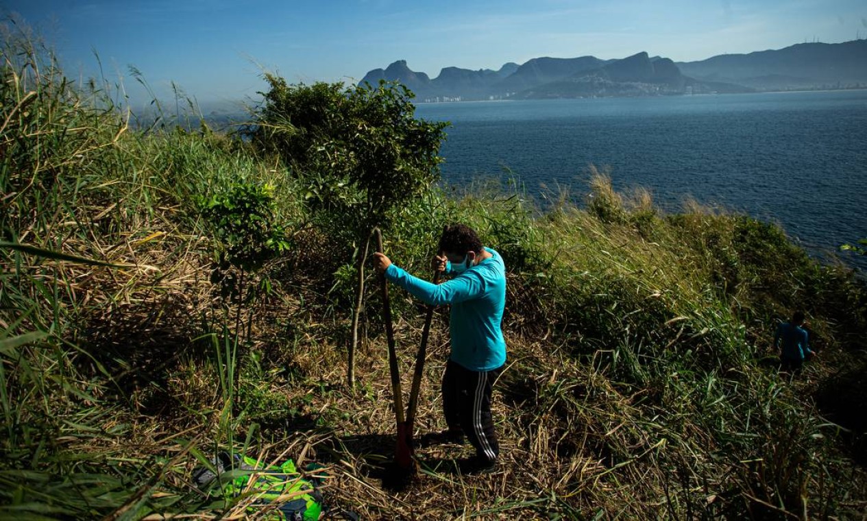 Membro do projeto prepara a terra para plantio de muda nativa na Ilha Comprida Foto: Hermes de Paula / Agência O Globo