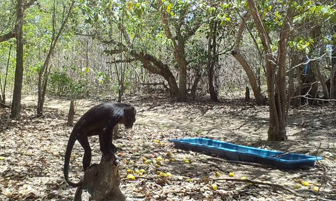 Bugiu se aproxima de estrutura de água e alimentação montada após incêndio em reserva privada do Pantanal Foto: Divulgação