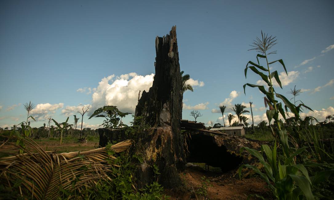 Árvore queimada em terreno próximo à cidade de Realidade (AM) Foto: Brenno Carvalho/Agência O Globo/01-06-2021