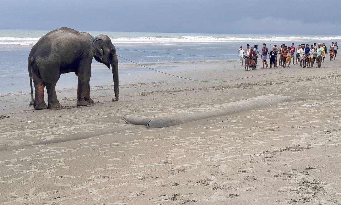 Villagers gather to guide a wild Asian elephant believed to have entered Bangladesh from Myanmar by building a river near the coastal town of Teknaf in southern Bangladesh Photo: Jashim Mahmood / AFP