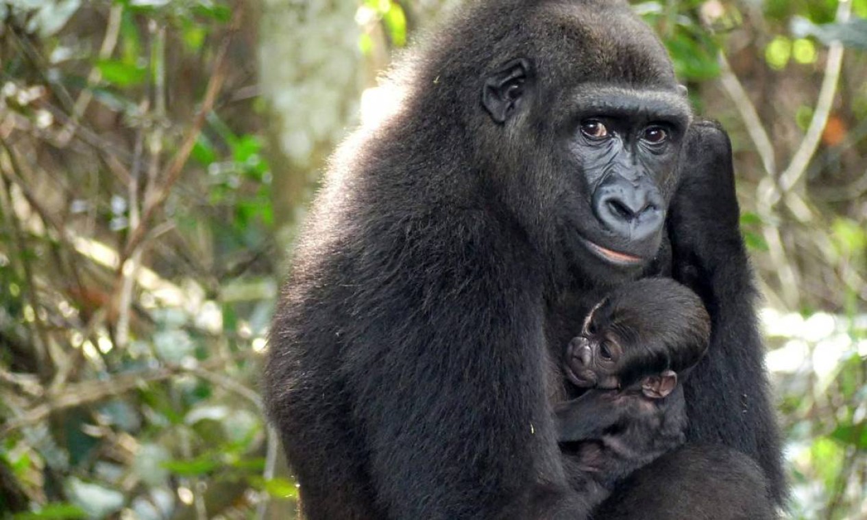 Bebê gorila é embalado por sua mãe 'Mayombe' ,no Platô Bateke, sudeste do Gabão. Ele gorila nasceu na natureza no Gabão de dois pais que cresceram em cativeiro na Europa, em um evento inédito no mundo que foi saudado por conservacionistas das espécies ameaçadas de extinção Foto: HANDOUT / AFP