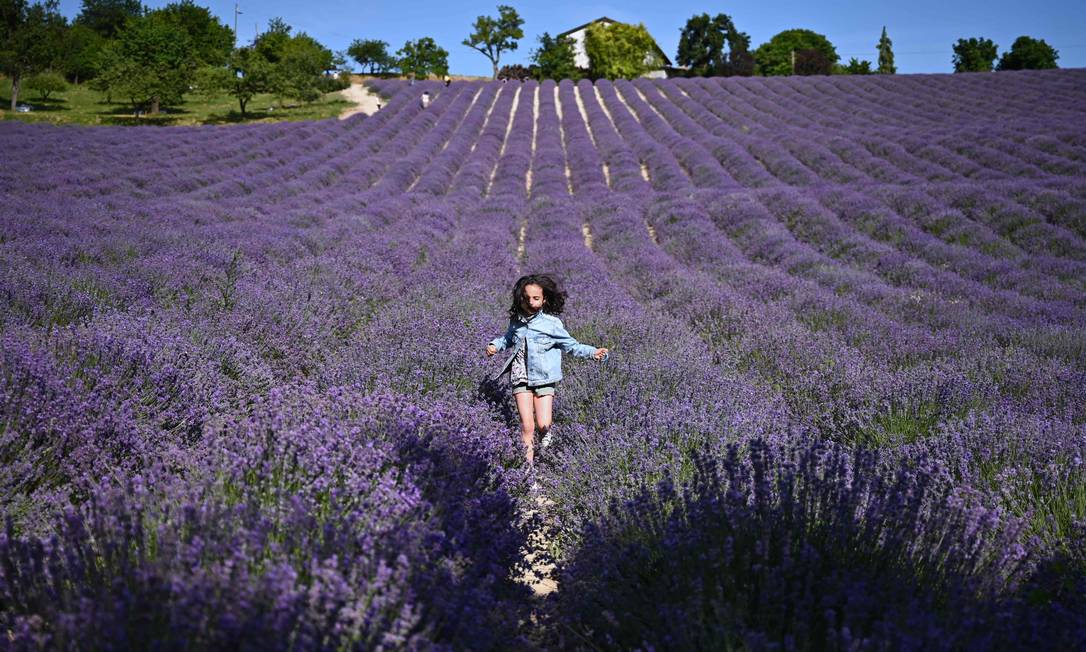 Young man running in lavender field in San Giovanni for sale near Cunio, northwest Italy Photo: Marco Pertorello / AFP
