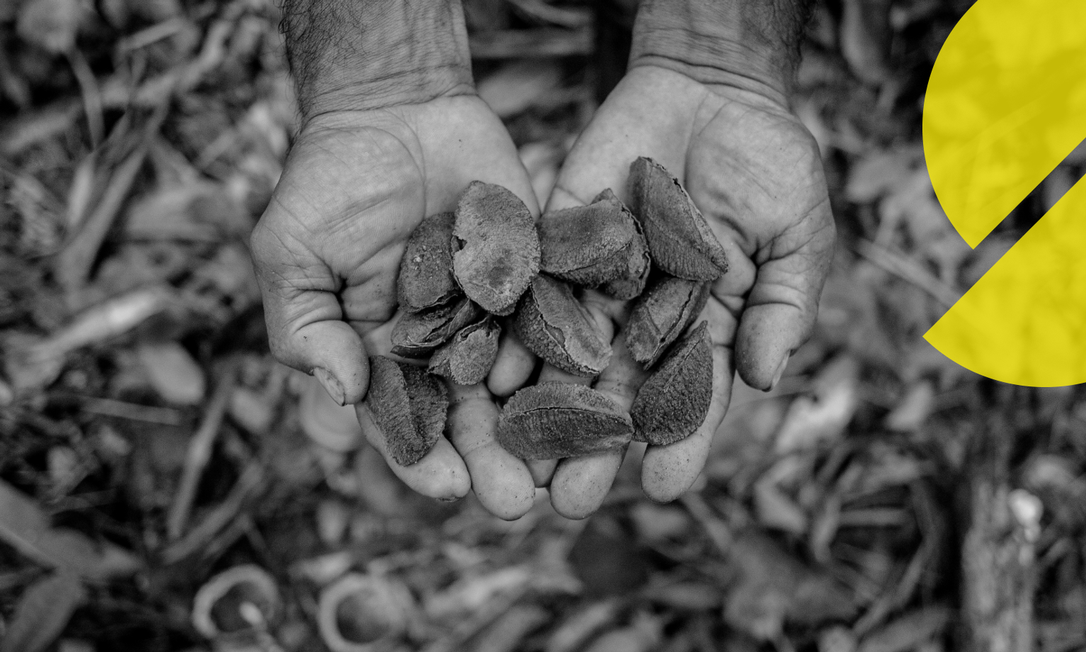 Projeto Ituxi, no município de Lábrea (AM), onde ocorre a produção de créditos de carbono. Em funcionamento desde 2013 reúne famílias rurais de uma das regiões da Amazônia mais afetadas pelas queimadas e pelo desmatamento Foto: Divulgação