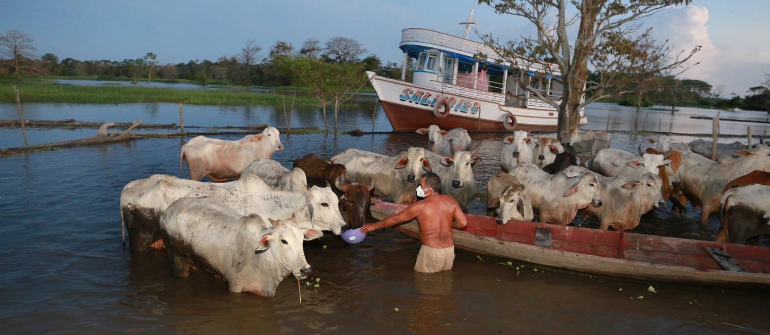 O fazendeiro Raimundo Bento Fleury, da comunidade São Sebastião, no Amazonas, cuida de seu gado no curral fluvial Foto: Euzivaldo Queiroz / Agência O Globo