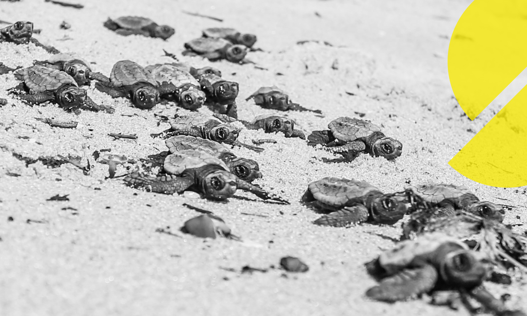 Projeto do Porto do Açu realiza a soltura de filhotes de tartarugas marinhas no Norte Fluminense Foto: Divulgação/Porto do Açu