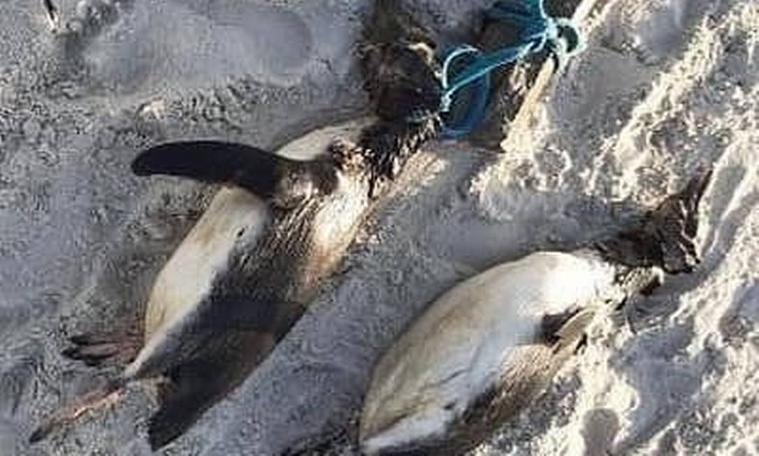 Pinguins encontrados mortos em praia em Florianópolis Foto: Divulgação