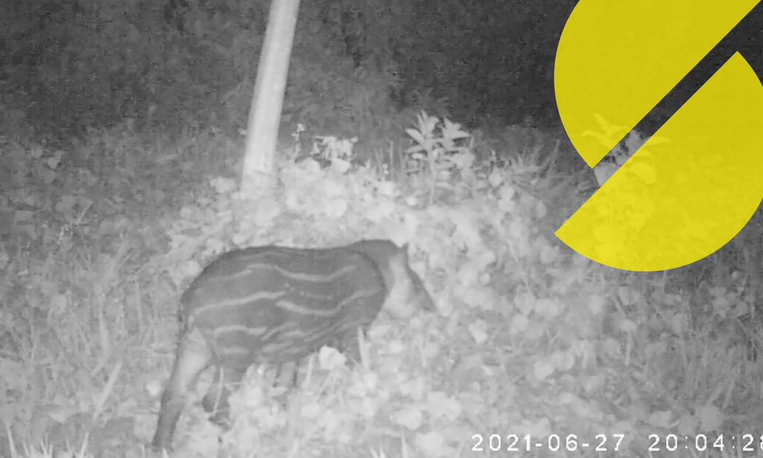 Pesquisadores gravam imagem de filhote de anta nascido na Reserva Ecológica de Guapiaçu Foto: Reprodução