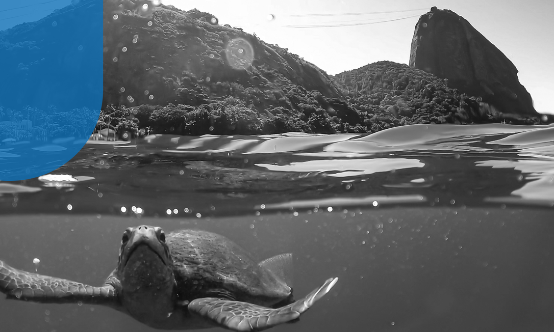 Tartaruga verde flagrada na Praia Vermelha Foto: Divulgação / Caio Salles Projeto Verde Mar