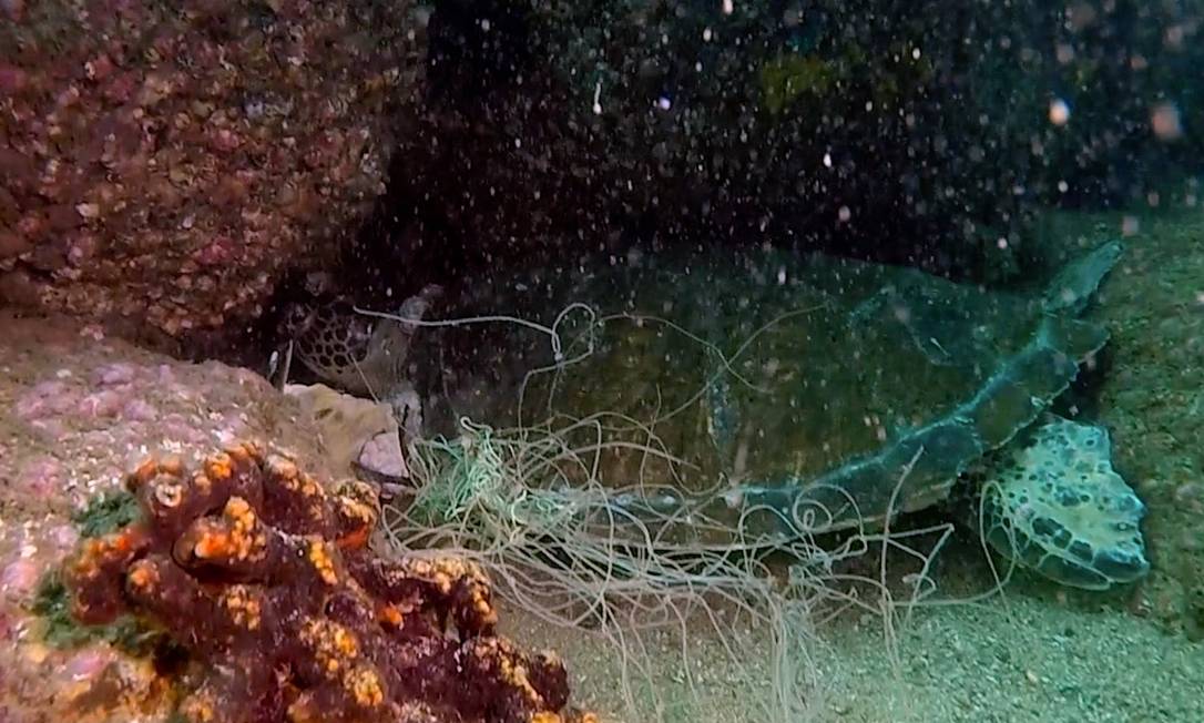Tartaruga fugindo de linha de pesca no fundo do mar Foto: Caio Salles Projeto Verde Mar / Divulgação
