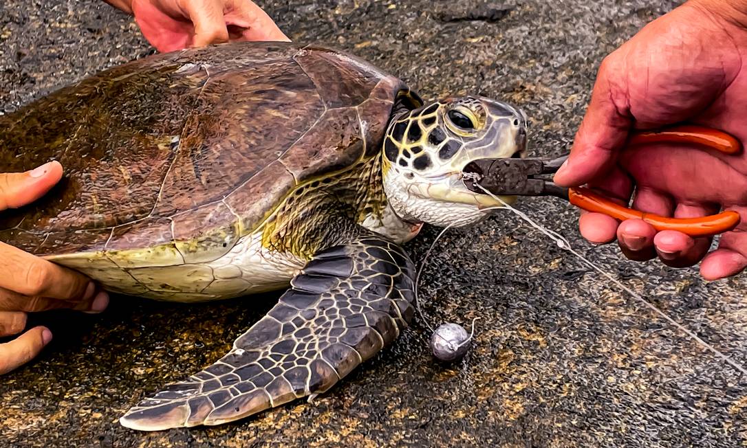 Tartaruga resgatada com linha de anzol na boca, na Praia Vermelha Foto: Caio Salles Projeto Verde Mar / Divulgação