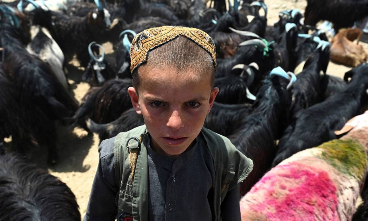 Criança posa perto de animais de sacrifício vendidos antes do festival muçulmano de Eid al-Adha ao longo de uma estrada em Cabul, Afeganistão Foto: SAJJAD HUSSAIN / AFP