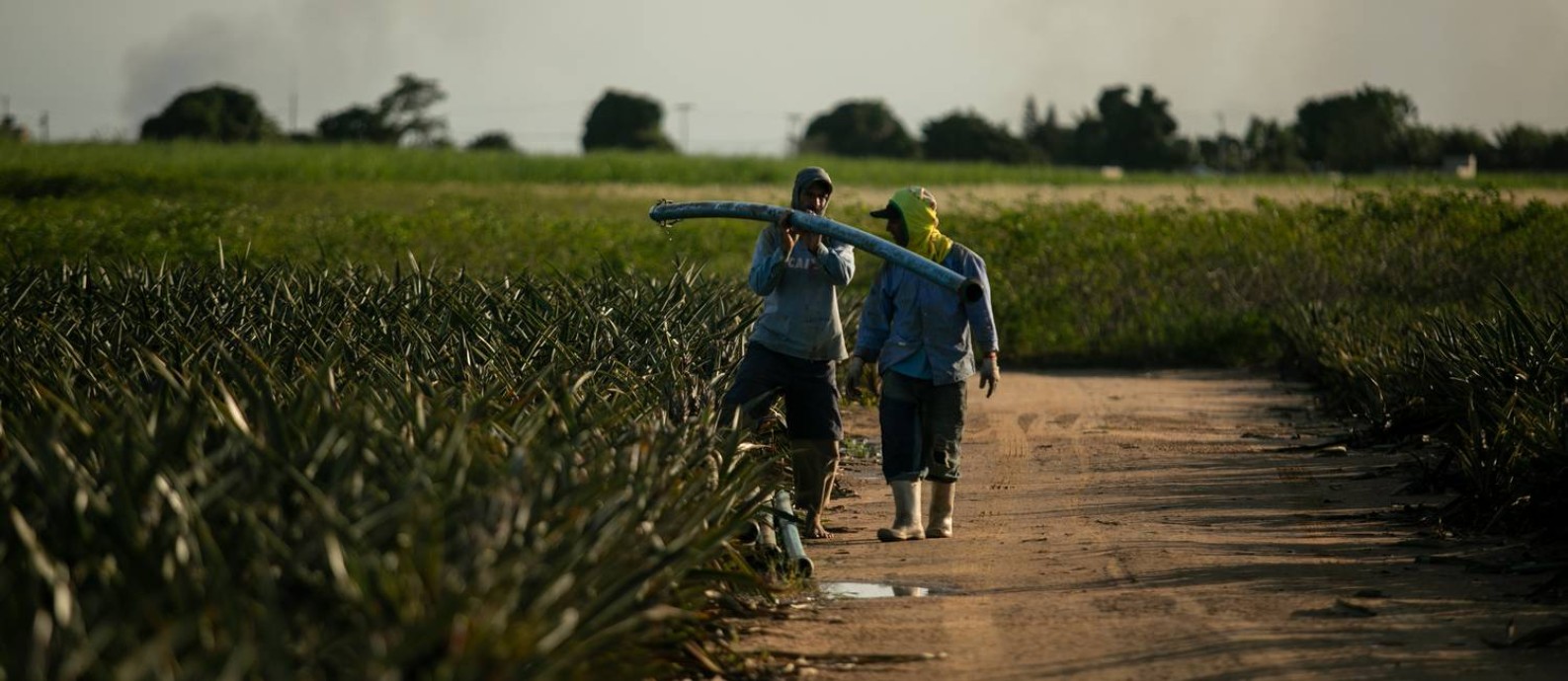 A produção de abacaxi em São Francisco de Itabapoana: grande parte do PIB do município é oriunda da agricultura Foto: Brenno Carvalho / Agência O Globo