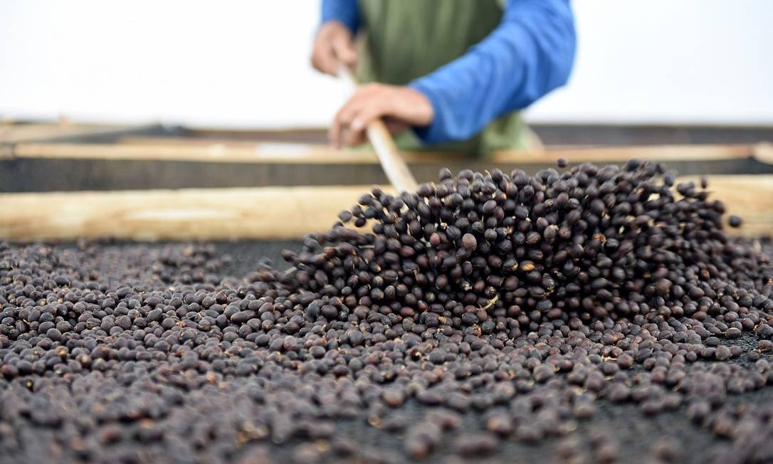 O processo de secagem dos grãos de café na Fazenda Alliança, em Barra do Piraí Foto: Diego Mendes / Divulgação