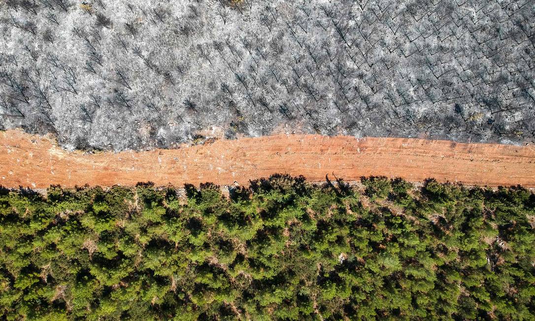 Trilha separa área florestal de árvores queimadas na província de Mugla, na Turquia: país luta contra incêndios devastadores há mais de uma semana, enquanto a região enfrenta sua pior onda de calor em décadas Foto: YASIN AKGUL/AFP/7-8-2021