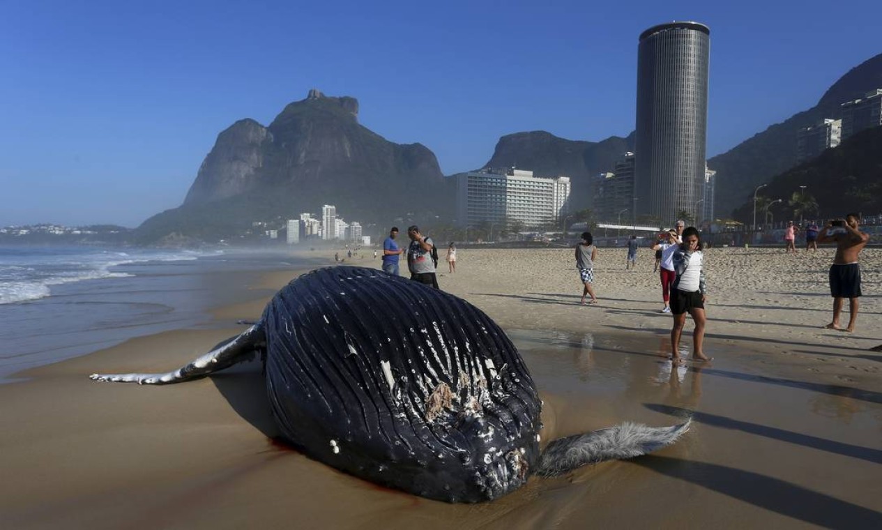 O corpo do mamífero, que mede cerca de 8 metros, está próximo a descida da Avenida Niemeyer, no canto esquerdo da orla Foto: Fabiano Rocha / Agência O Globo