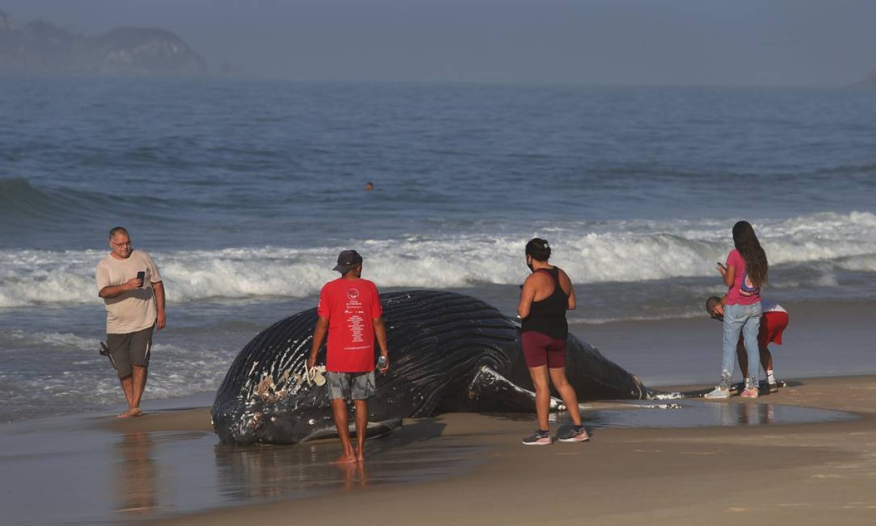 É possível que baleia seja do mesmo grupo ou até mesmo irmã das que foram encontradas mortas em Maricá, em estágio avançado de decomposição, em julho Foto: Fabiano Rocha / Agência O Globo