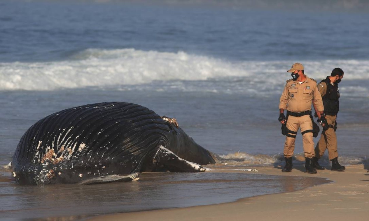 Baleia encontrada morta na praia de São Conrado Foto: FABIANO ROCHA / Agência O Globo