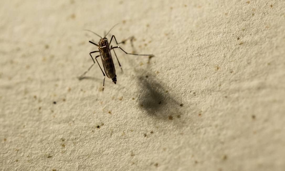 Mosquito Aedes aegypti. Foto: Brenno Carvalho / Agência O Globo