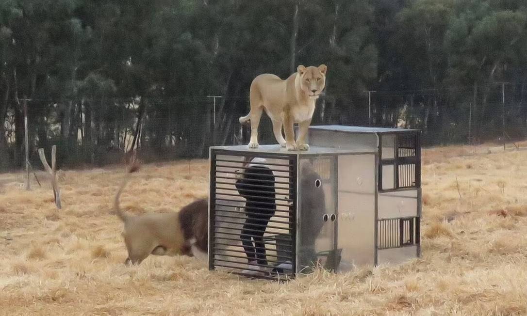 Leões se aproximam de visitantes enjaulados no GG Lion Santuary, na cidade de Harrismith, na África do Sul Foto: @ggconservation / Reprodução