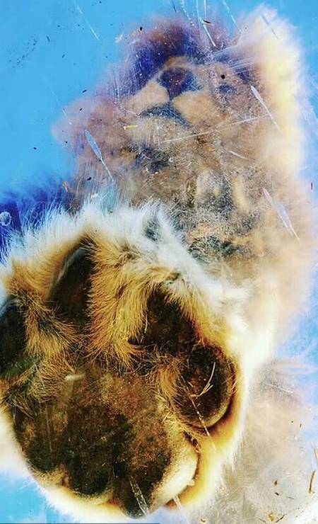 Leão visto a partir do teto de acrílico transparente da jaula de fotografia dGG Lion Santuary, na cidade de Harrismith, na África do Sul Foto: @ggconservation / Reprodução