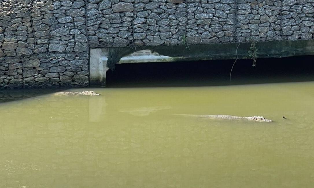 Dois jacarés são vistos passando por baixo da ponte do Canal do Camboatá, na entrada de Camboinhas Foto: Divulgação/CDMA