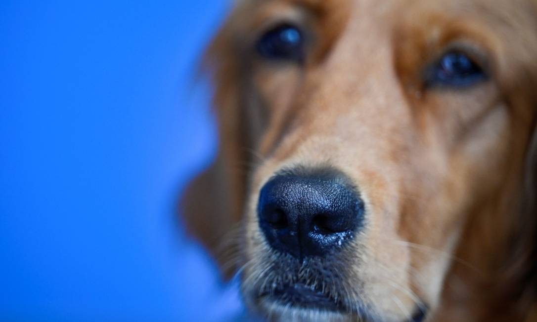 Condado na Austrália mata cachorros resgatados sob justificativa de evitar infecções por Covid-19 (imagem meramente ilustrativa) Foto: SEBASTIEN BOZON / AFP