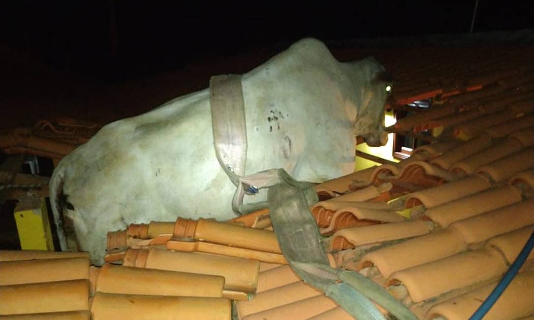 Vaca ficou presa em telhado e foi socorrida por bombeiros em MG Foto: CBMMG