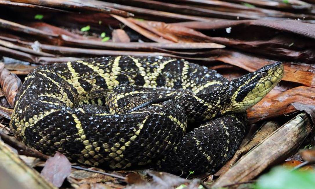 Pesquisadores estudaram proteínas do veneno da cobra jararacuçu Foto: Agência O Globo