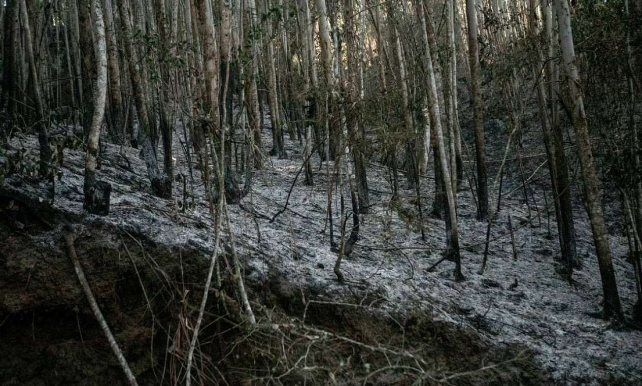 Árvores queimadas em Teresópolis, na Região Serrana, após incêndio florestal Foto: Brenno Carvalho / Agência O Globo