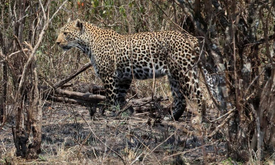 Modelo é ferida por leopardo durante sessão de fotos na Alemanha (imagem meramente ilustrativa) Foto: THOMAS MUKOYA / REUTERS