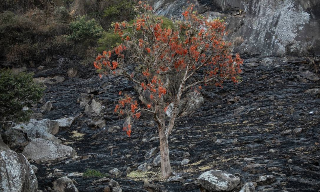 Mulungu solitário em meio à vegetação destruída em Teresópolis, na Região Serrana do Rio Foto: Brenno Carvalho / Agência O Globo