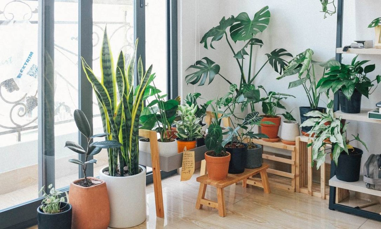 Plantas: estilo urban jungle vira tendência na decoração - Harper's Bazaar  » Moda, beleza e estilo de vida em um só site