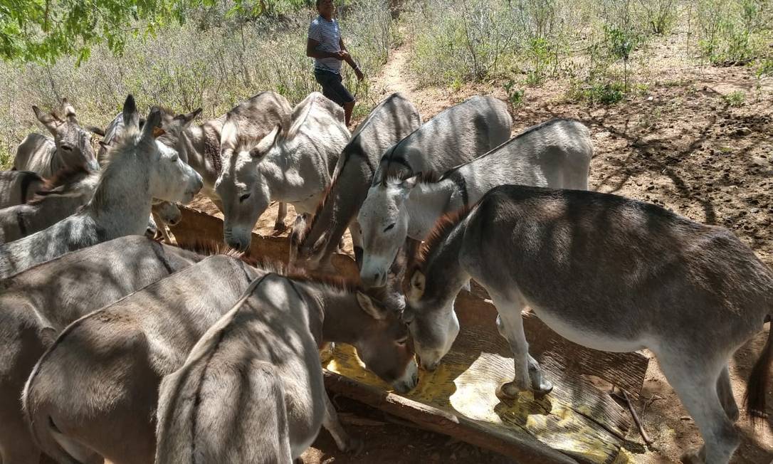 Frigorífico de Amargosa começa abate de jumentos para exportação