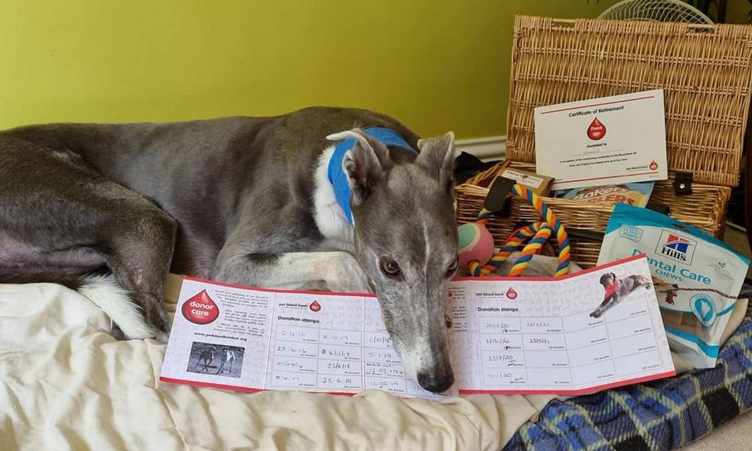 Woody doou sangue 22 vezes ajudou 88 cães no Reino Unido Foto: Reprodução/Facebook/ Wendy Gray