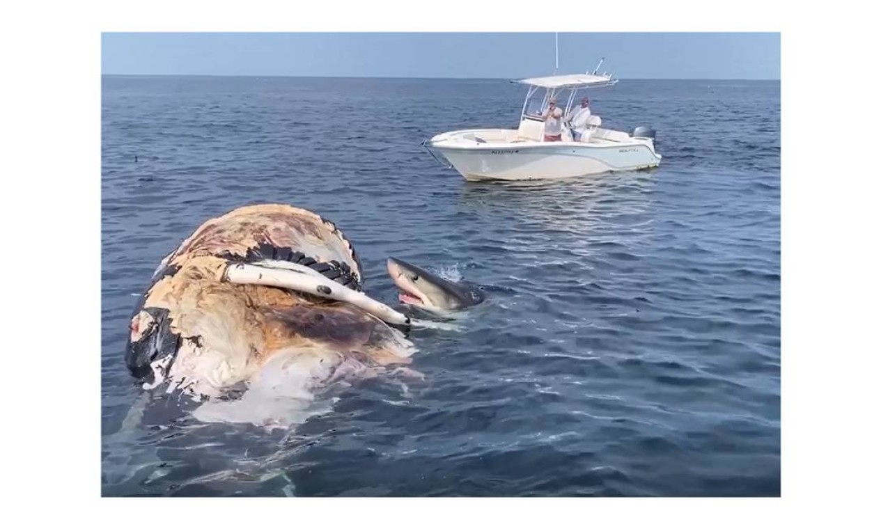 Ao menos oito tubarões-brancos foram vistos se alimentando de carcaça de um filhote de baleia na costa de Cape Cod, em Massachussetts, nos Estados Unidos Foto: Reprodução