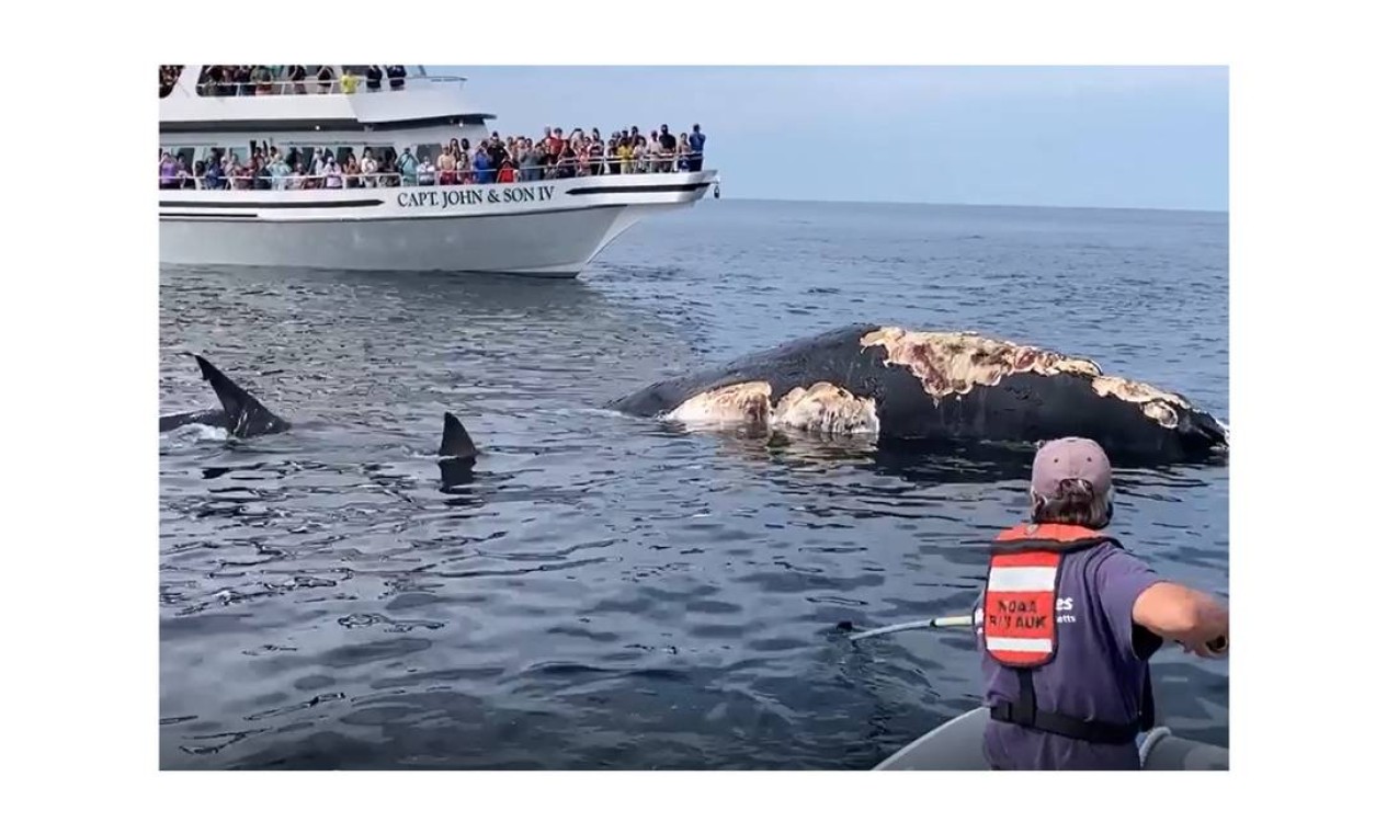 Tripulação de cruzeiro na região capturou momento em que dois predadores aparecem para devorar o animal, nas águas de Cape Cod, em Massachussetts Foto: Reprodução