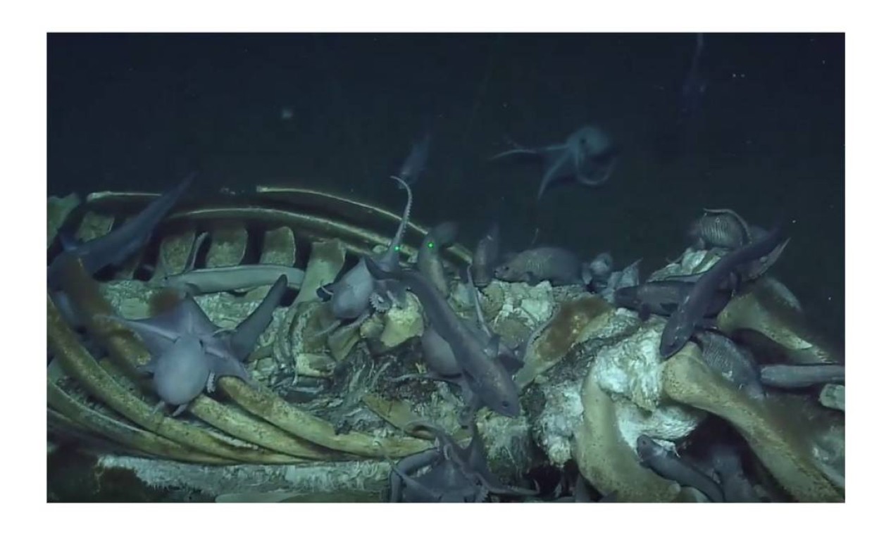 Carcaças de baleia alimentam diferentes espécies da superfície às profundezas do oceano Foto: Reprodução