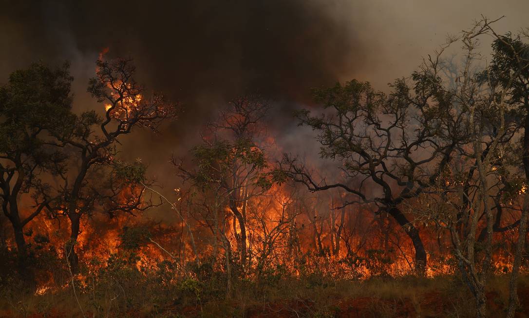 Parque estadual de Juquery, em Franco da Rocha, teve 80% da superfície queimada Foto: CARLA CARNIEL/REUTERS / CARLA CARNIEL/REUTERS