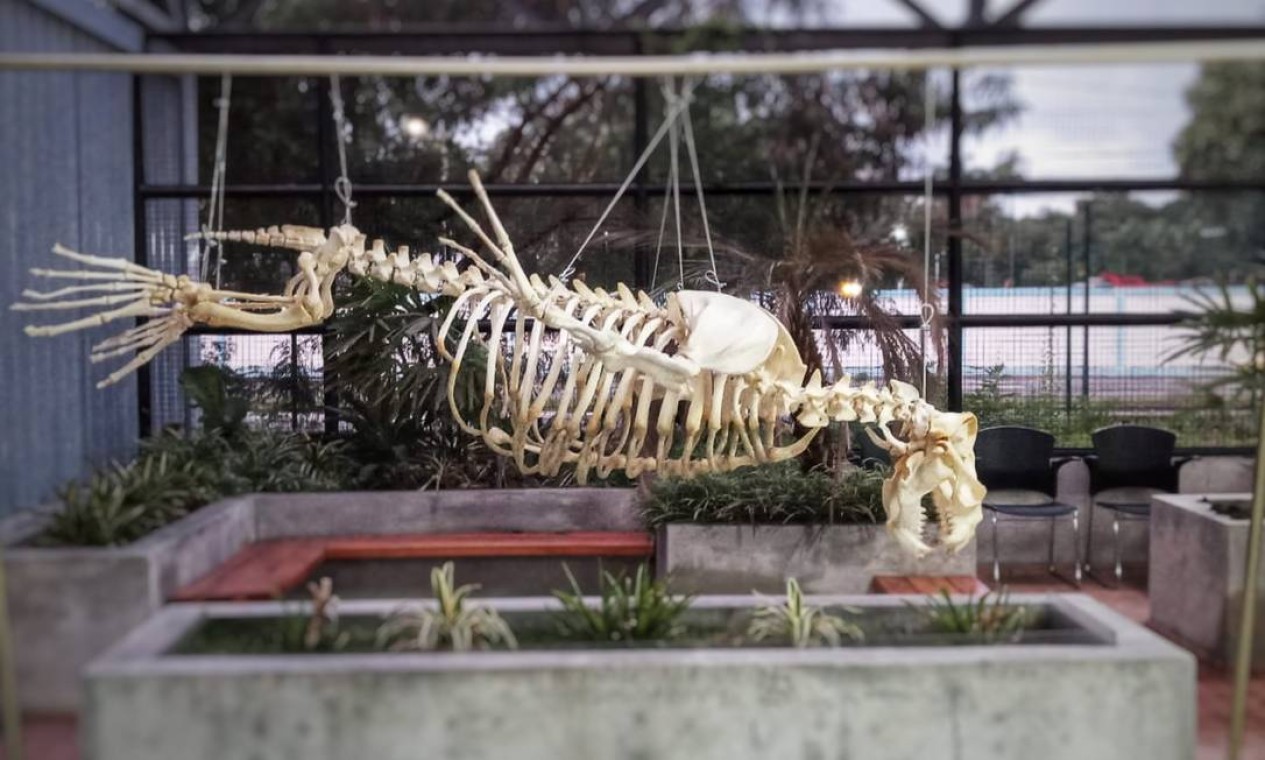 Esqueleto de um leão marinho que morava no Zoológico de São Paulo antes de ser levado para o Aquário de Santos, onde falaceu Foto: Divulgação