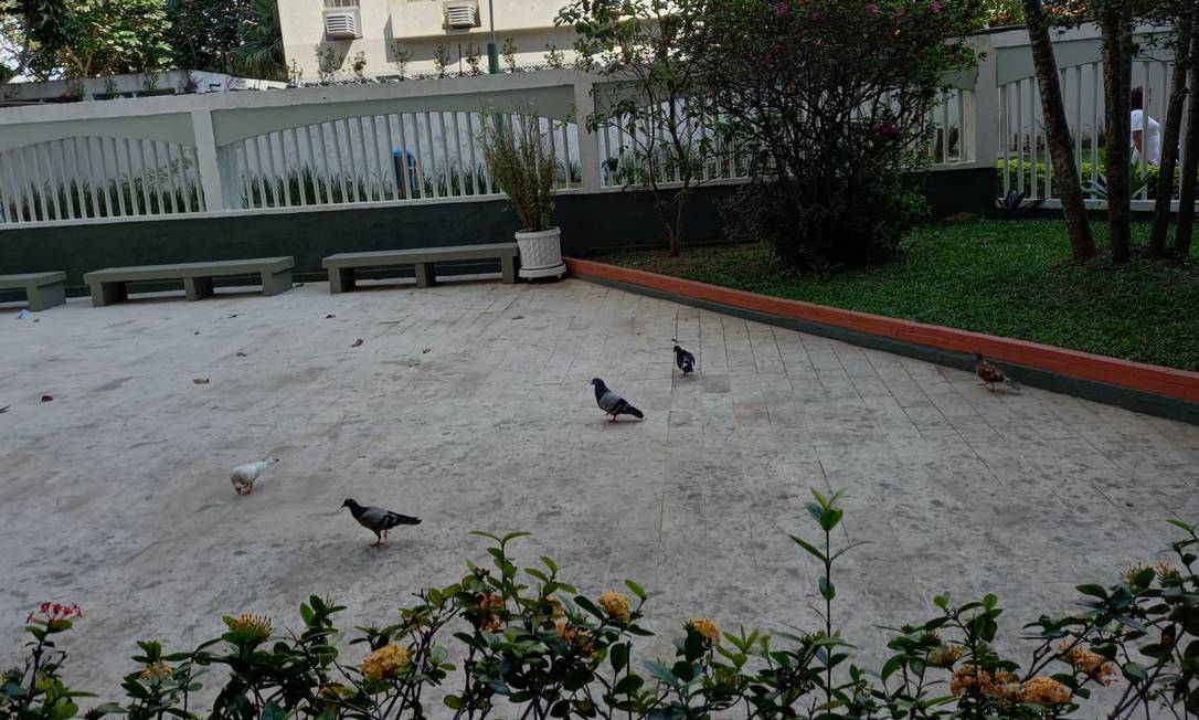 Pombos no pátio do condomíno Barra Sul: número de aves, que provoca doenças, é cada vez maior Foto: Foto de leitor