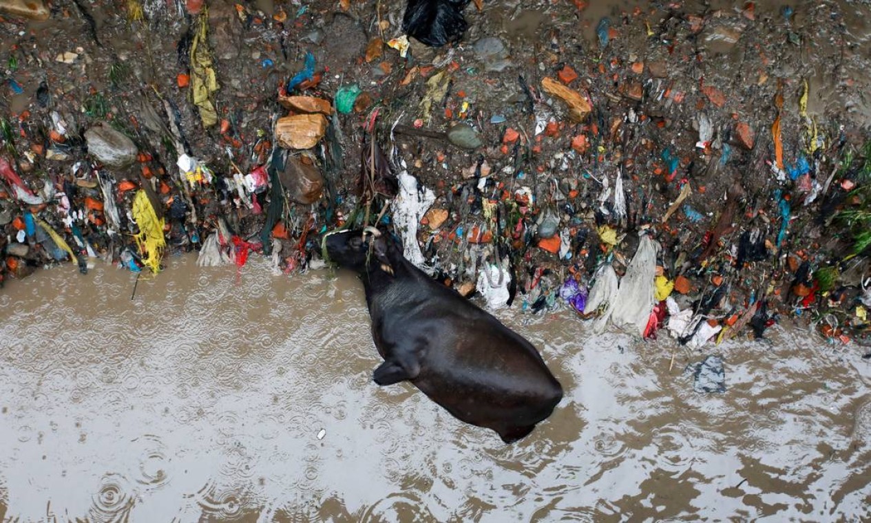 Uma vaca morta jaz na margem do rio Bishnumati, após a forte chuva em Katmandu, Nepal Foto: NAVESH CHITRAKAR / REUTERS