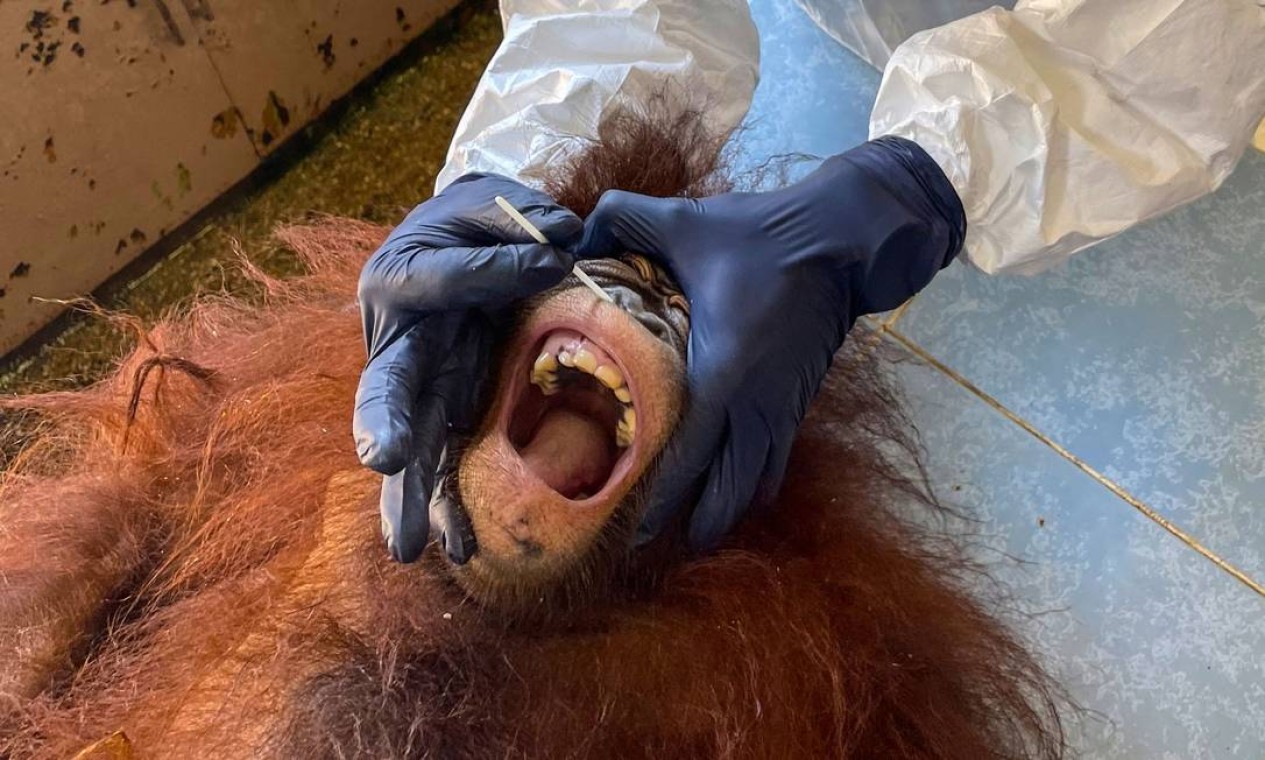 Veterinário coleta uma amostra de esfregaço de um orangotango para teste de Covid-19 no Centro de Reabilitação de Orangotango Sepilok em Sandakan, na Malásia ilha de Borneo Foto: HANDOUT / AFP