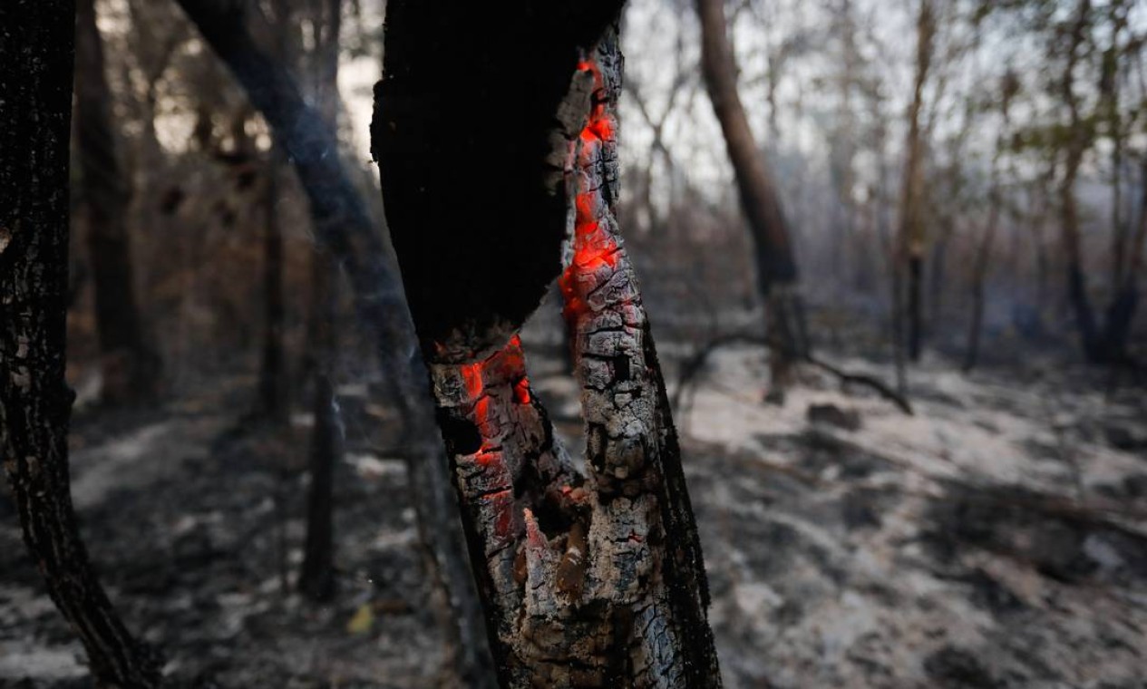 Tronco de árvore queimada é fotografada ainda em brasa em meio à destruição causada pelo fogo no Vale da Lua Foto: Pablo Jacob / Agência O Globo