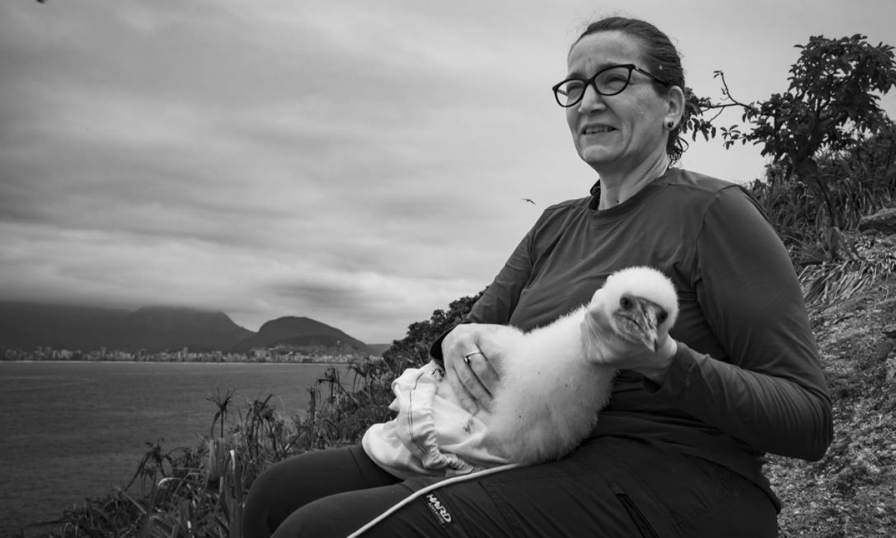 A bióloga Larissa Cunha monitora colônias de fragatas e atobás-marrons que vivem nas Ilhas Cagarras Foto: Divulhação/Rafael Duarte
