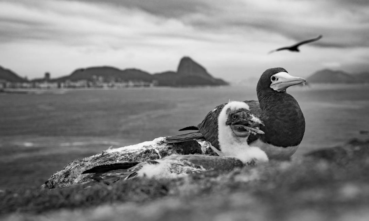 Intenção da pesquisadora é proteger as espécies de aves marinhas Foto: Rafael Duarte / Divulgação/Rafael Duarte